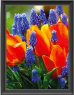 Color Display Index RA